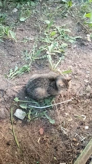 маленький котёнок