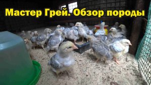 Характеристика породы кур Мастер Грей