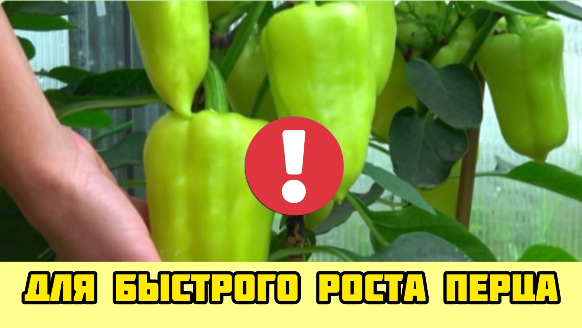 Полейте этим перец для быстрого роста и увеличения урожая!