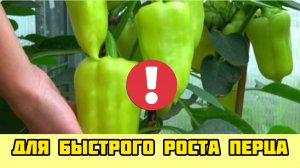 Полейте этим перец для быстрого роста и увеличения урожая!