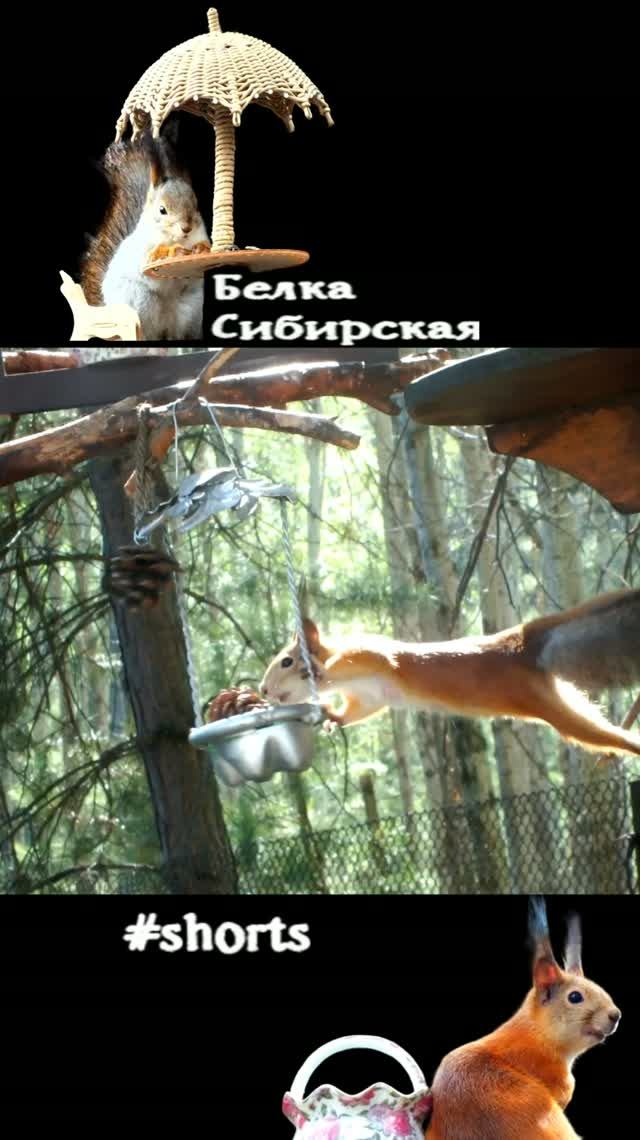 Белки делят шишки