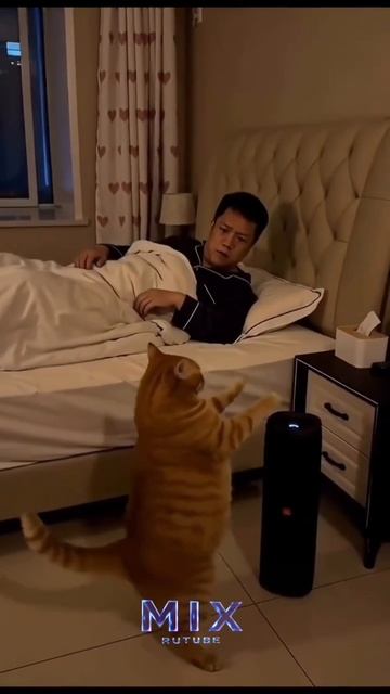 Джанго Кот 😼