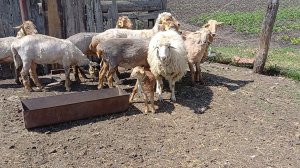 Деревенский VLOG Продолжение!🐑🐑🐑