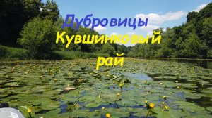 Жаркое лето. Кувшинковый край в Дубровицах. Путешествие на каяке.