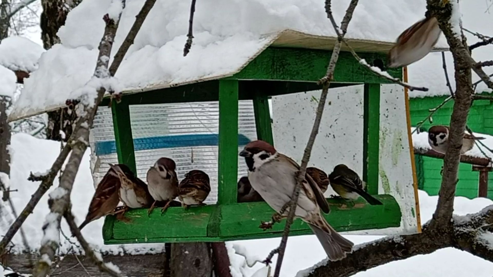 Воробьи, Большаки, Лазоревки и Голуби на кормушке (08.01.2026 года)