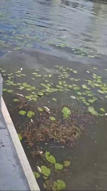 рыба4