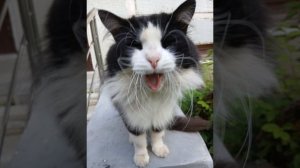 ПЕРВЫЙ РЭП  «Я Кошка свет Мария Cat 🔥»