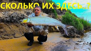 ДА СКОЛЬКО ИХ ЗДЕСЬ !? Рыба на каждом забросе! Рыбалка на СПИННИНГ река Амур