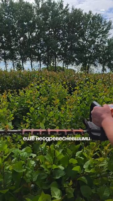Стрижка блоков живой изгороди из боярышника