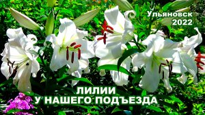 «Тихая моя Родина...» Лилии у нашего подъезда, лето 2022.
