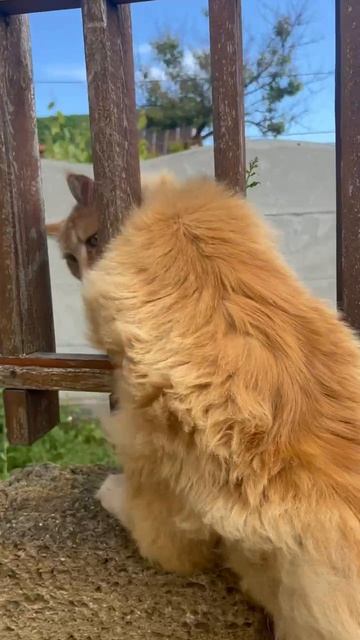 Котик Нортонр - застрял в заборе