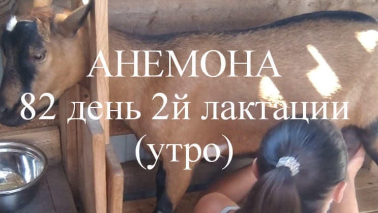АНЕМОНА 82 день 2й лактации (утро)