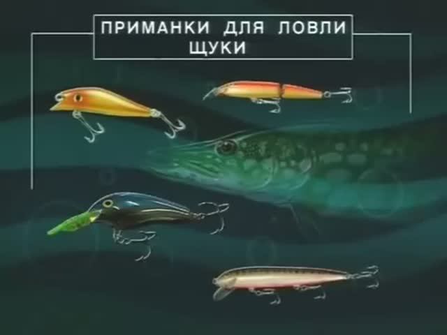 Как, где и на какие приманки ловят летом Щуку-травянку (Common Pike) — Esox Lucius Linnaeus, 1758 ?