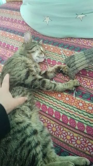 Кот вяжет