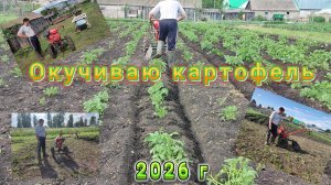 Окучиваю картофель | 2026 г