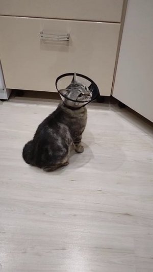 Операция «Фольга». Вечерняя болтовня с котями.