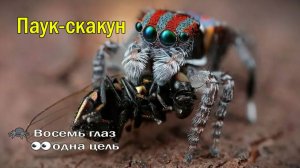 🕷️ Восемь глаз👀одна цель 🕸️ охота без промаха
