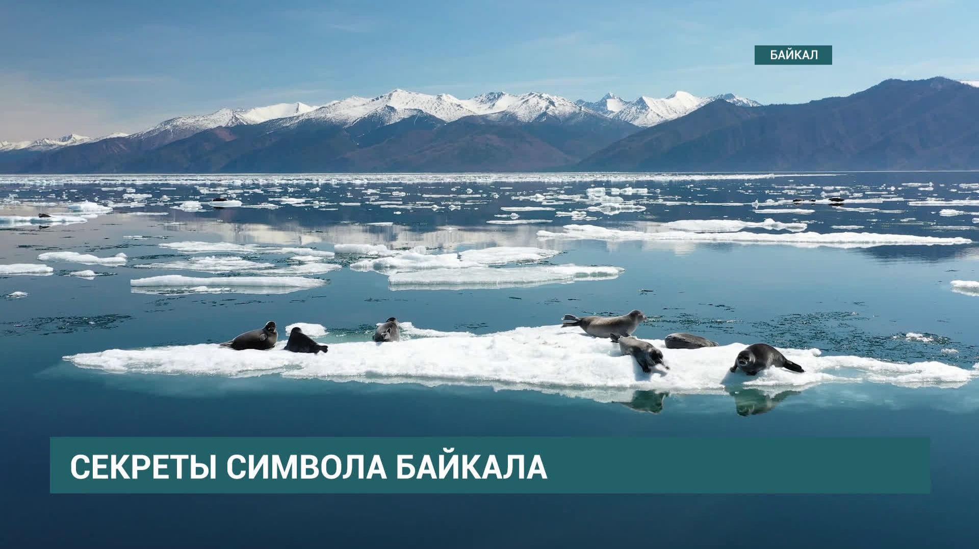 Учёные Байкальского музея завершили экспедицию по изучению влияния глобального потепления на нерпу