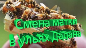 Смена маток в Дадане: двухкорпусный vs ульи с магазинами. Отвечает профессор Кашковский 🐝📦
