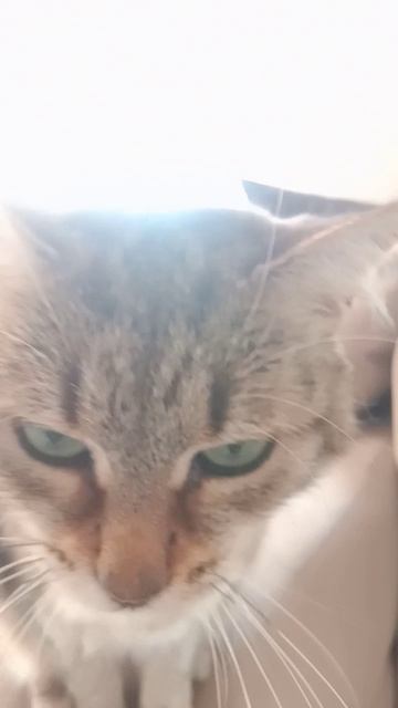 Знакомьтесь это Тея 🐱