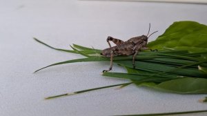 Утренний жор: что ест саранча? Трапеза для пыгучих, зеленая диета🌿#насекомые #еда #деревня
