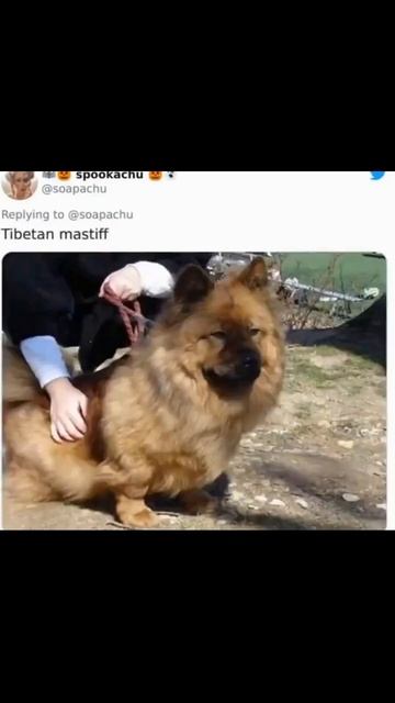 Скрести корги с любой породой — результат один 🤯🐶