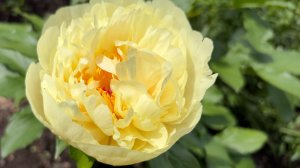 А вот и новый принц в лимонно -шифоновом. Пион Lemon Chiffon