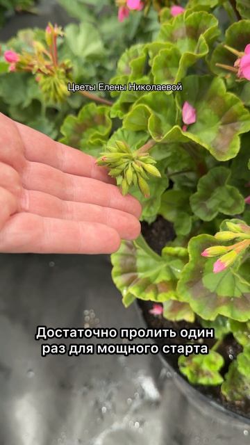 ДЛЯ РОСКОШНОГО ЦВЕТЕНИЯ ГЕРАНИ!
