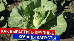 Выращивание капусты: как получить крупные и плотные кочаны — подкормка, полив, борьба с вредителями