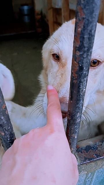 "Привет, девчонки-собачонки!" ❥ Приют в Малинках