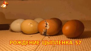 Вылупление цыпленка из яйца в инкубаторе версия 57
