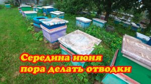 НЕПЛОДНЫЕ МАТКИ ВЫХОДЯТ, ПАКУЕМ И ОТПРАВЛЯЕМ, ДОЖДИ С ГРОЗАМИ, ПЧЁЛЫ ОТДЫХАЮТ.