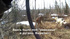 Жизнь и приключения таежного бродяги # 1.3. Эпизоды. Май 2026