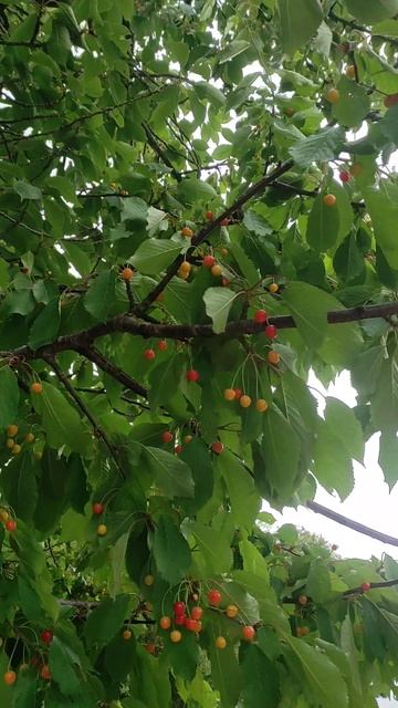 Сюрприз на дороге 🤗🌳🍒