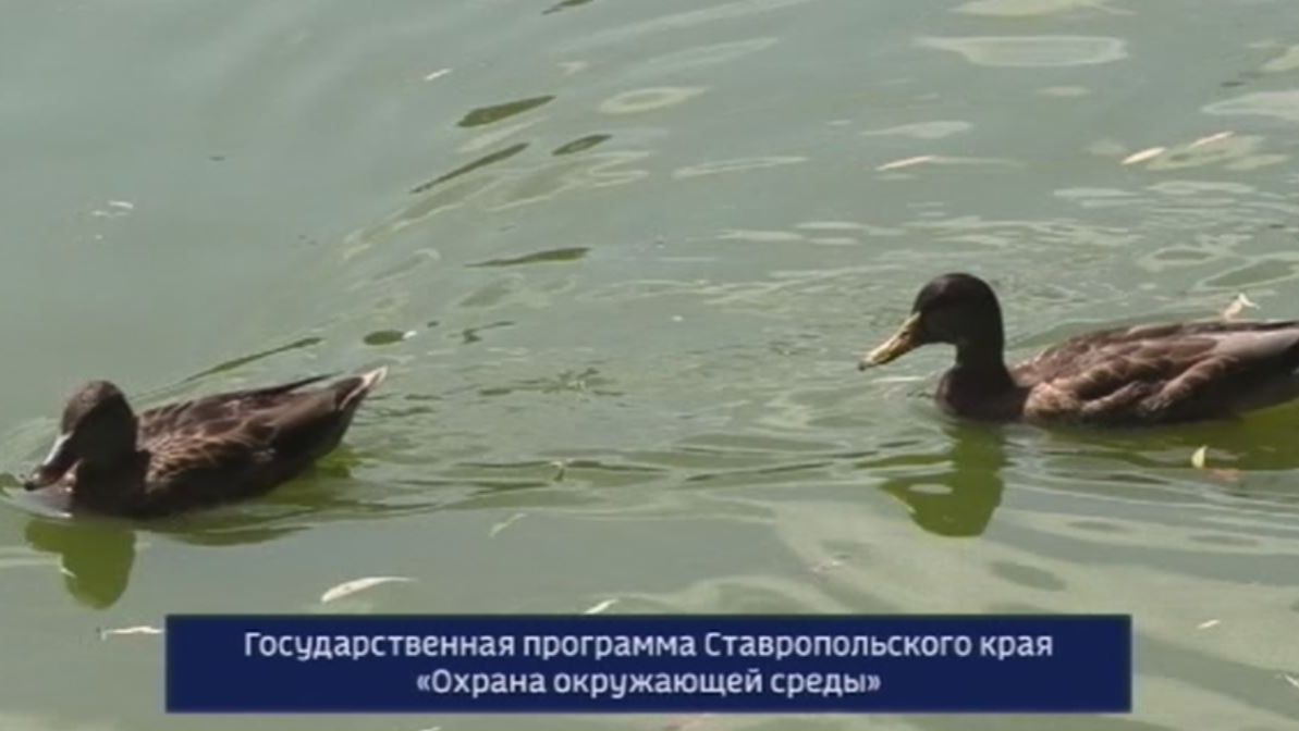 Экологические тропы Ставрополья: как сохранить природу и насладиться её красотой смотреть онлайн