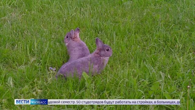 Сегодня отмечают День создания юннатского движения в России