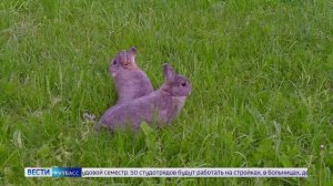 Сегодня отмечают День создания юннатского движения в России