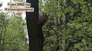 367. Дневник погоды 3.05.25 Железнодорожный