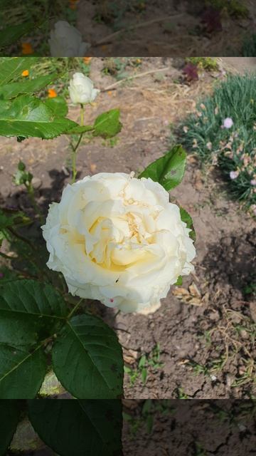 Красота с утра пораньше.🌞🌞🌞