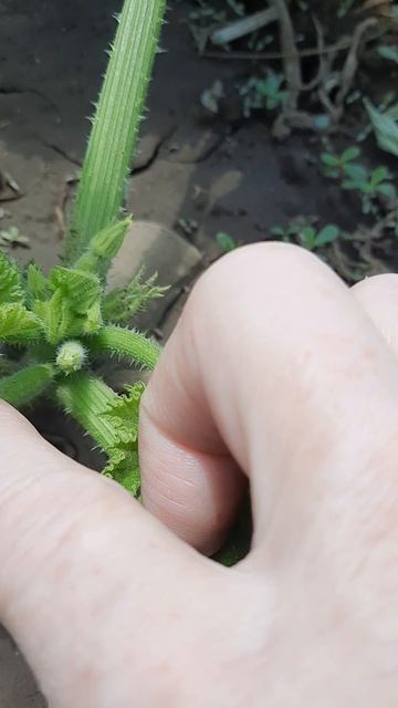 15. 06. 26  #mukbangtatyanaeats #садогород #огородныедела ....🌱🪴🥀🥒🫑🍅🍓