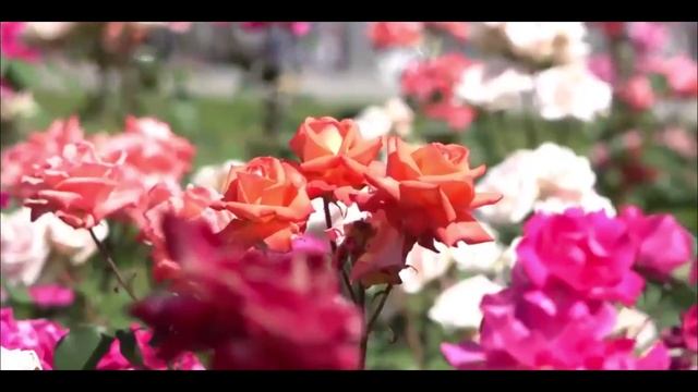 🌹🌹🌹Розы для Донецка