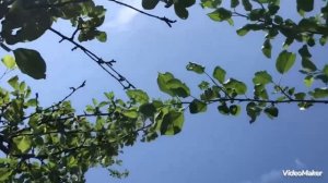Дача радует черешней, чистым воздухом, отличным настроением