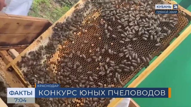 Отборочный тур конкурса «Пчела и человек. Дети» стартовал в Краснодаре