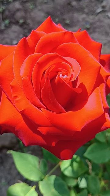 Розы # цветы #☘️🥀💃🦋🌹☘️