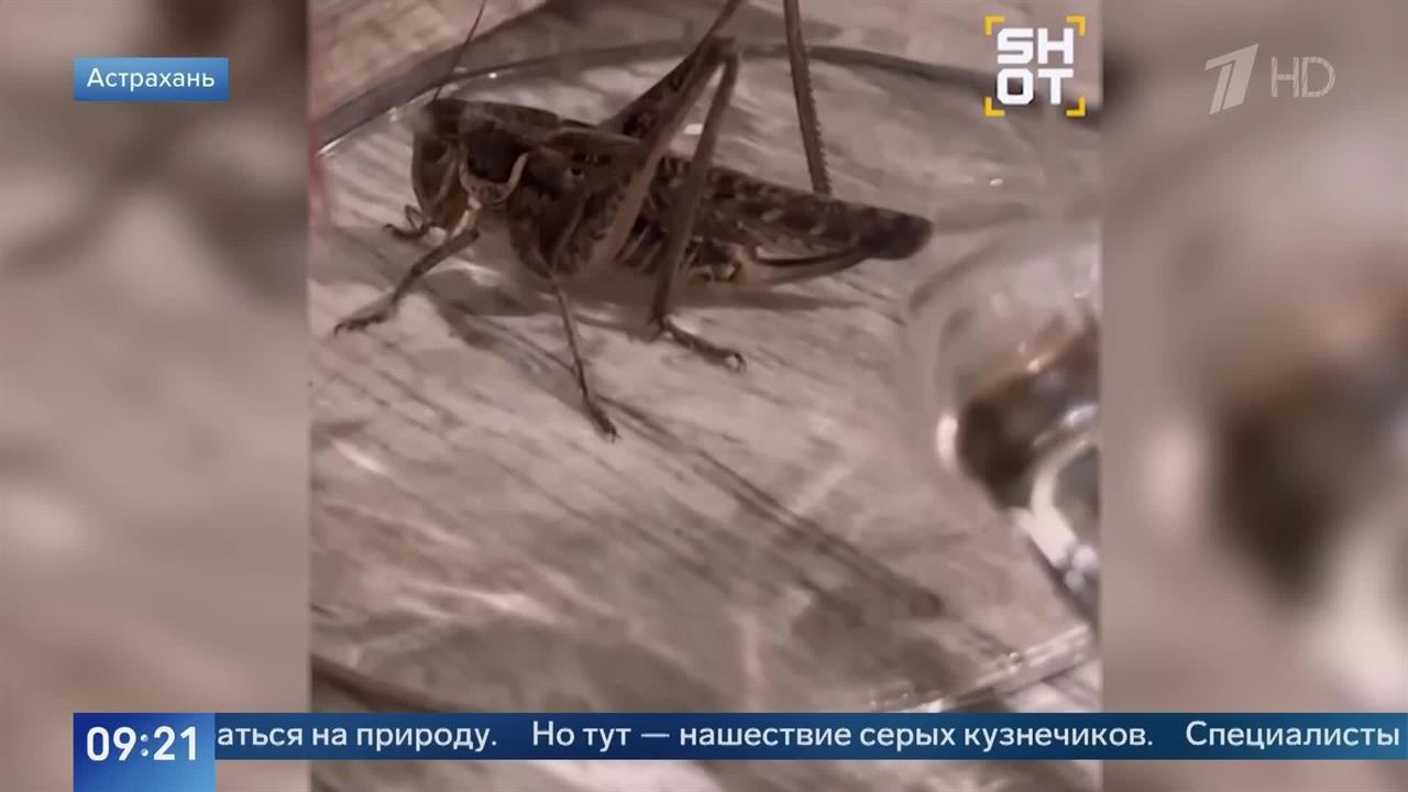 Нашествие кузнечиков: жители Астрахани показали кадры взбунтовавшихся насекомых.
