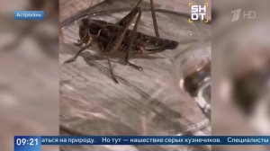 Нашествие кузнечиков: жители Астрахани показали кадры взбунтовавшихся насекомых.