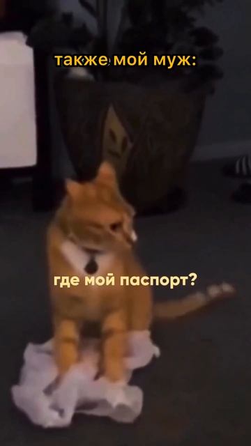 Что если не жиза?