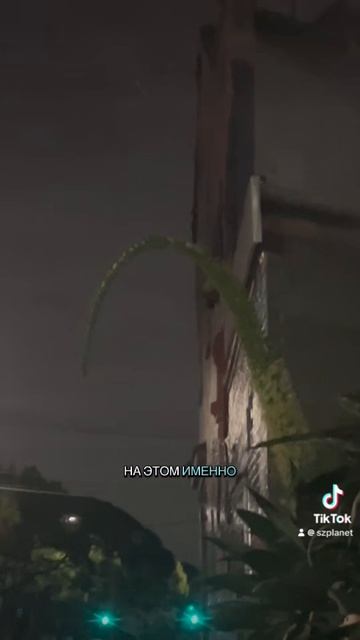 Австралийская Летучая лисица на моем пути. Обычно они на других растениях сидят и летают стаями