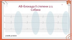 9 Фармакотерапия в ветеринарной кардиологии- основные группы препаратов, показания, дозировки, побоч