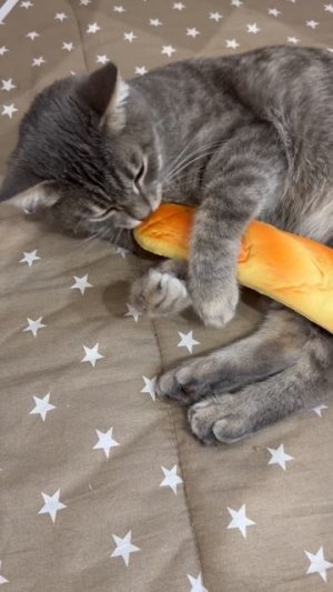 Cмилый котик и батон. Кот батон 🥖